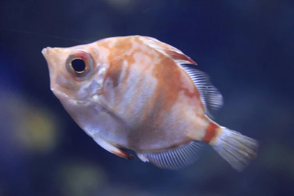 Boarfish Capros Aper 是一种鱼 属于Caproidae科 是该属中唯一已知的物种 — 图库照片