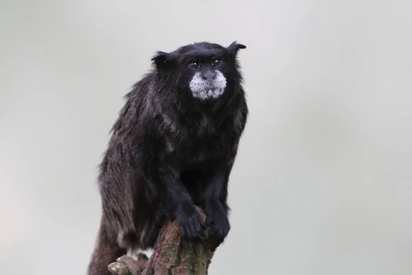 Fekete Köpenyes Tamarin Saguinus Nigricollis Egy Tamarin Faj Amazonas Északnyugati — Stock Fotó