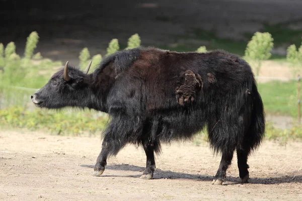 Yak Selvatico Bos Mutus Bovide Selvatico Grandi Dimensioni Originario Dell — Foto Stock