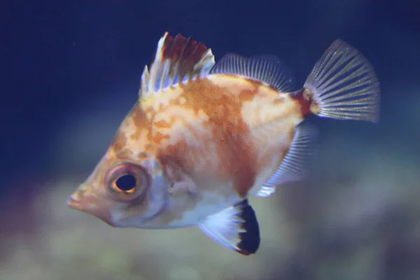 Boarfish Capros Aper 是一种鱼 属于Caproidae科 是该属中唯一已知的物种 — 图库照片