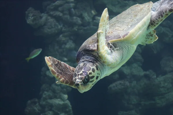 The loggerhead sea turtle (Caretta caretta), or loggerhead, is an oceanic turtle distributed throughout the world. It is a marine reptile, belonging to the family Cheloniidae. 	