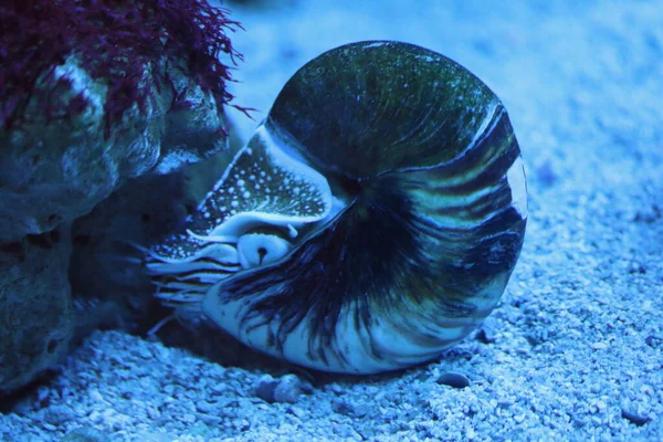 Nautilus Pelagic Marine Mollusc Cephalopod Family Nautilidae Sole Extant Family — Stock Photo, Image