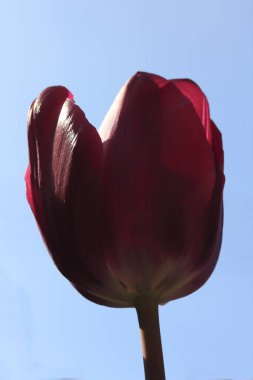Laleler (Tulipa), uzun ömürlü otçul bulbiferöz jeofitlerin (depolama organı olarak ampuller) bir cinsidir. Çiçekler genellikle büyük, gösterişli ve parlak renklidir, genellikle kırmızı, sarı veya beyazdır.