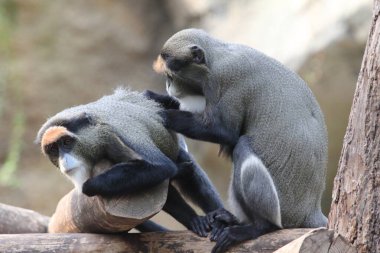 De Brazza maymunu (Cercopithecus neglectus), Orta Afrika 'nın bataklıklarına özgü bir maymun türüdür. Ormanlarda yaşayan en yaygın Afrika primatlarından biridir.