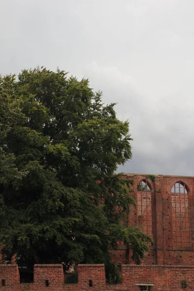 Uma Árvore Verde Com Uma Antiga Ruína Igreja Fundo — Fotografia de Stock