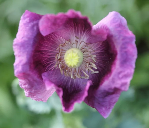 Los Tulipanes Tulipa Forman Género Geófitos Bulbosos Herbáceos Perennes Florecientes —  Fotos de Stock