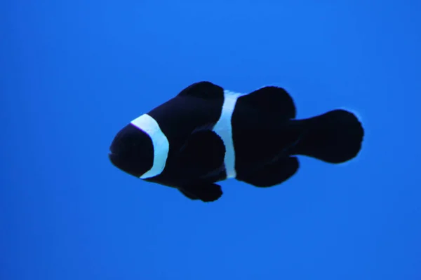 Ocellaris Clownfish Amphiprion Ocellaris Also Known False Percula Clownfish Common — Stock Photo, Image