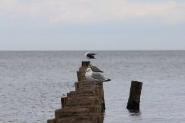 Avrupa ringa martı (Larus argentatus) büyük bir martıdır. Bir zamanlar Batı Avrupa kıyıları boyunca tüm martılar arasında en çok bilinen martılardan biriydi.. 