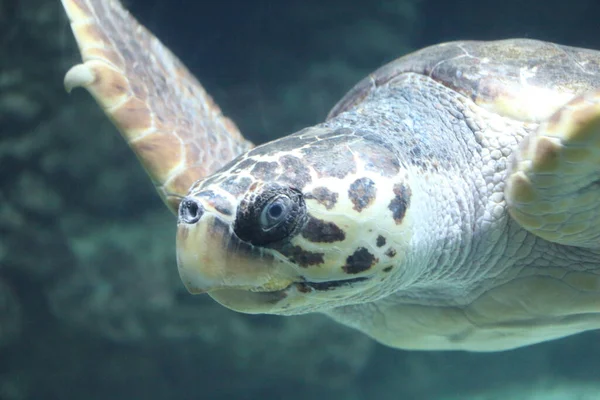 Loggerhead Sea Turtle Caretta Caretta Loggerhead Oceanic Turtle Distributed Throughout — Fotografia de Stock