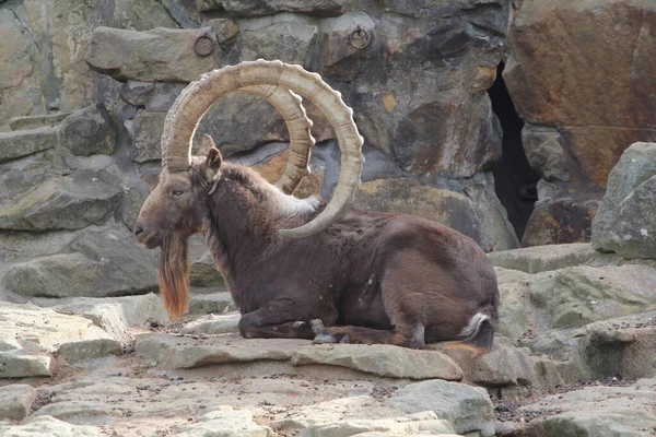 Siberian Ibex Capra Sibirica Species Ibex Lives Central Asia Has — Stock Photo, Image