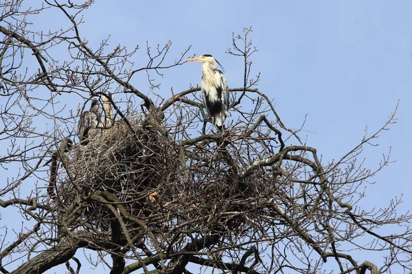 Ardea Cinerea Uma Espécie Ave Família Ciconiiformes — Fotografia de Stock