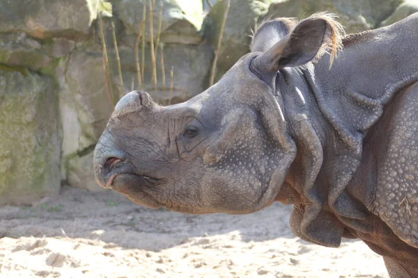 Indian Rhinoceros Rhinoceros Unicornis Also Called Greater One Horned Rhinoceros — Stock Photo, Image