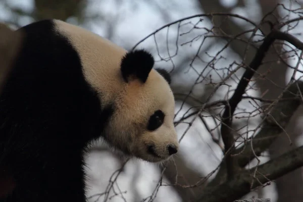 Olbrzymia Panda Ailuropoda Melanoleuca Znana Również Jako Panda Niedźwiedzia Lub — Zdjęcie stockowe