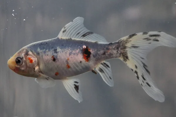 Shubunkin Японська Декоративна Риба Шубункін Суміш Золотої Риби Вушного Хвоста — стокове фото