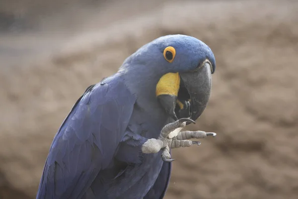 Ara Giacinto Anodorhynchus Hyacinthinus Pappagallo Originario Del Sudamerica Centrale Orientale — Foto Stock