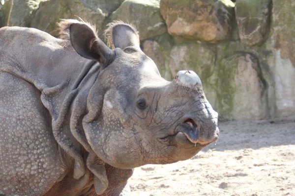 Indian Rhinoceros Rhinoceros Unicornis Also Called Greater One Horned Rhinoceros — стоковое фото