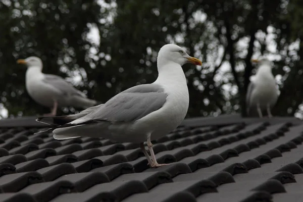 Die Silbermöwe Larus Argentatus Ist Eine Große Möwe Als Eine — Stockfoto