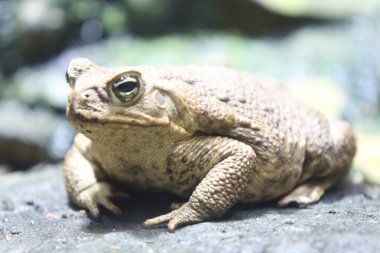 The cane toad (Rhinella marina), also known as the giant neotropical toad or marine toad, is a large, terrestrial true toad native to South and mainland Central America, clipart