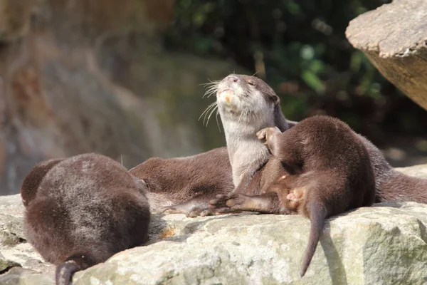 Lontra Europeia Lutra Lutra Também Conhecida Como Lontra Europeia Lontra — Fotografia de Stock