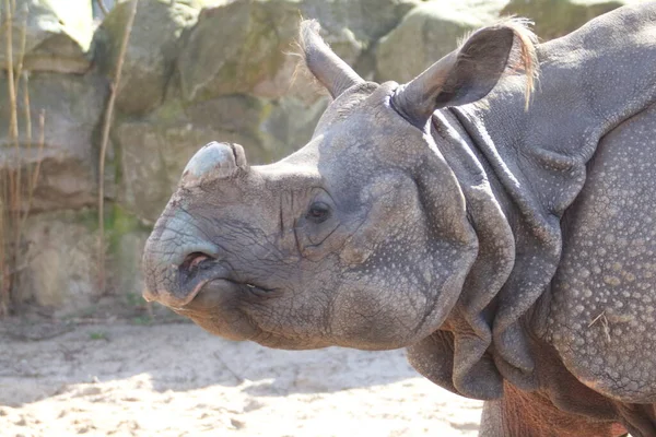 Indian Rhinoceros Rhinoceros Unicornis Also Called Greater One Horned Rhinoceros — Photo