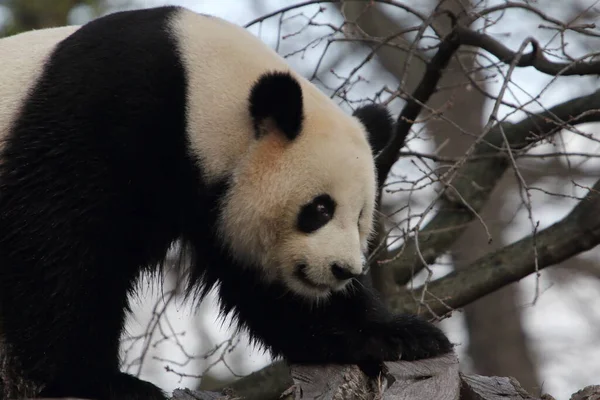 Olbrzymia Panda Ailuropoda Melanoleuca Znana Również Jako Panda Niedźwiedzia Lub — Zdjęcie stockowe