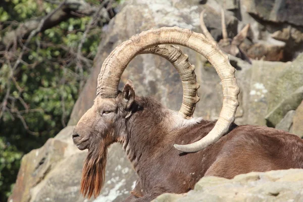 Siberian Ibex Capra Sibirica Species Ibex Lives Central Asia Has — Stock Photo, Image