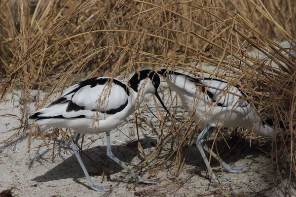 Pied Avocet Recurvirostra Avosetta Large Black White Wader Avocet Stilt — Stock Photo, Image