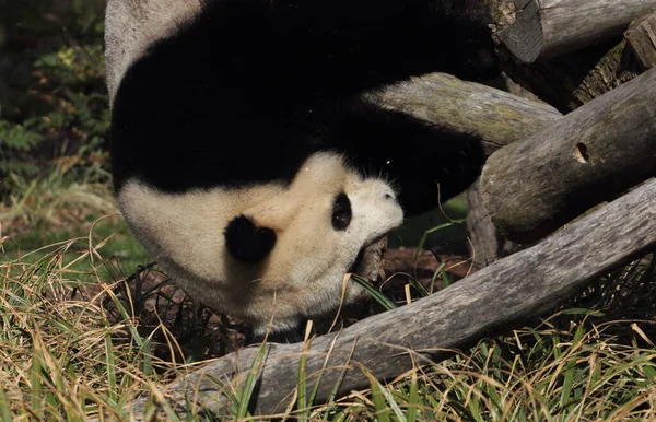 大熊猫 Ailuropoda Melanoleuca 又称大熊猫 是原产于中国中南部的一种熊 — 图库照片