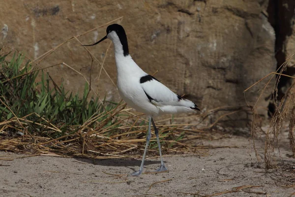 Pied Avocet Recurvirostra Avosetta Large Black White Wader Avocet Stilt — Stock Photo, Image