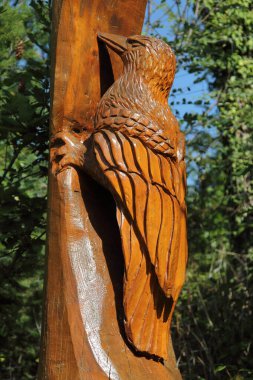 Ağaçkakan, ağaç gövdesinden oyulmuş, kuş.