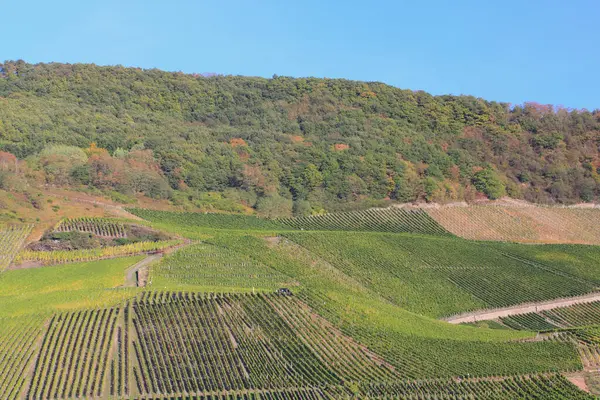 Vigneto Estate Con Cielo Azzurro Nuvole Sullo Sfondo — Foto Stock