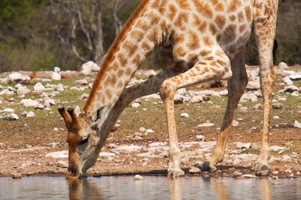 Giraffe (giraffen Giraffe) — Stockfoto