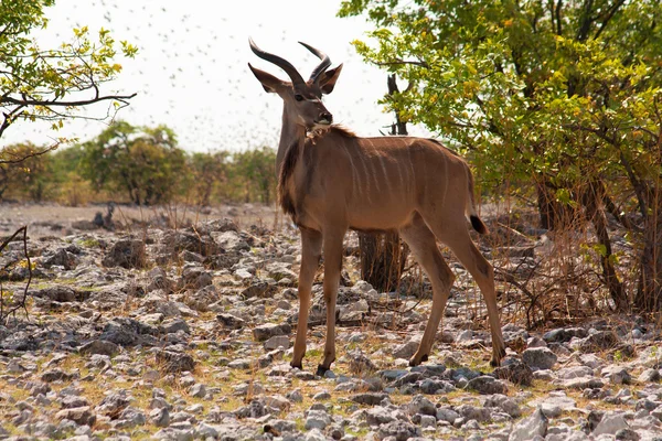 Gro��er Kudu (Tragelaphus strepsiceros) — Stock Photo, Image