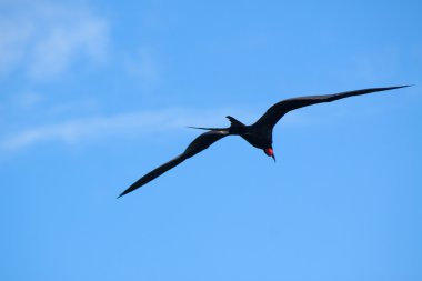 Muhteşem Frigatebird (Fregata magnificens)