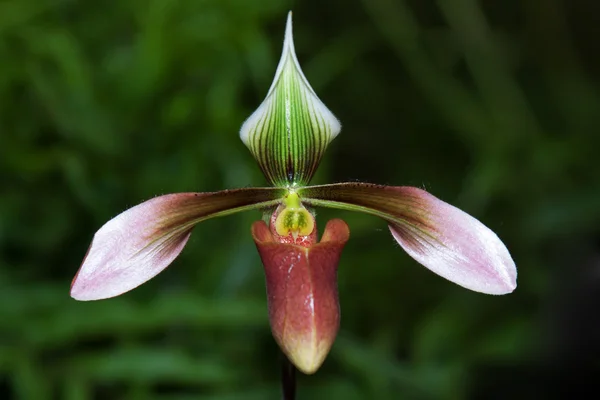 Paphiopedilum — Zdjęcie stockowe