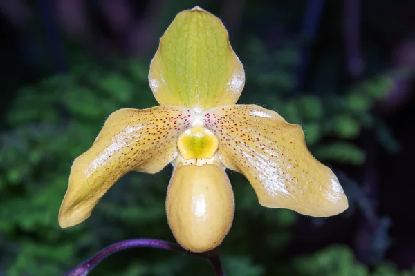 Paphiopedilum — Stock fotografie