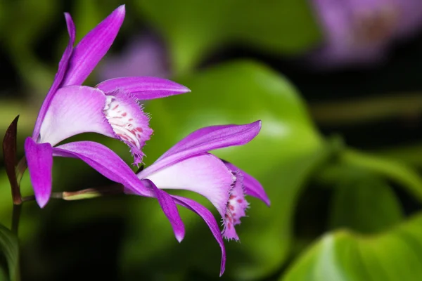 Japonya orkide (Bletilla striata) — Stok fotoğraf