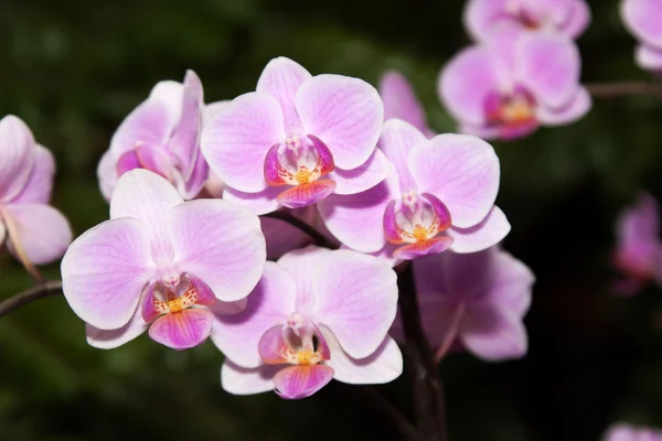 Phalaenopsis — Foto Stock