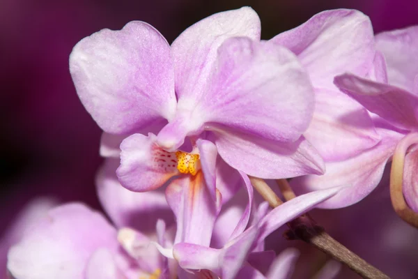 Phalaenopsis — Fotografia de Stock