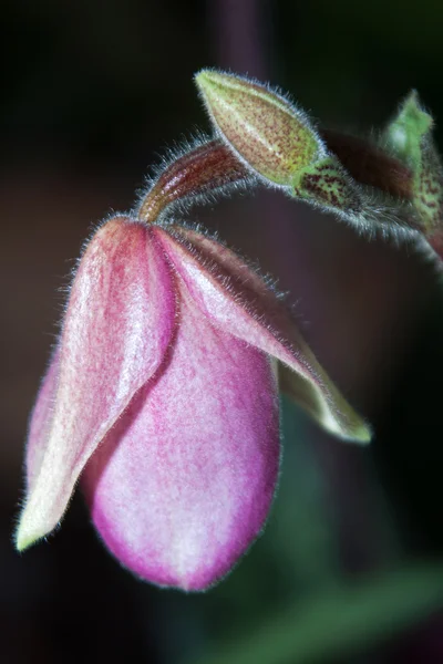 Paphiopedilum — Foto Stock