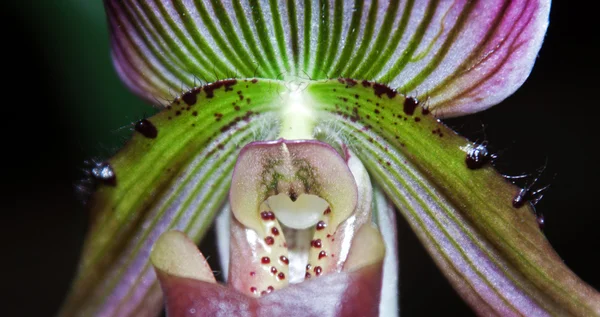 Paphiopedilum — Stockfoto