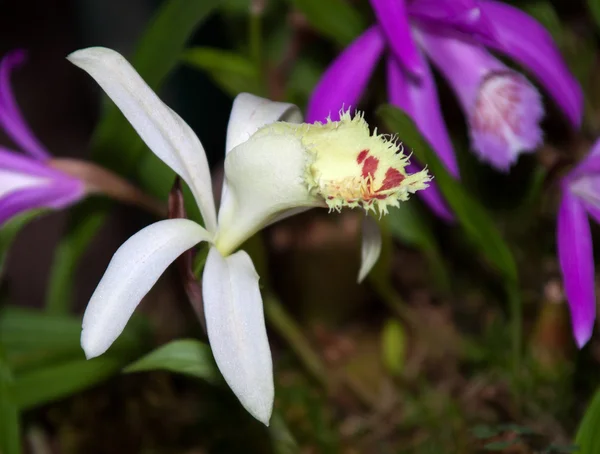 Японская орхидея (Bletilla striata ) — стоковое фото