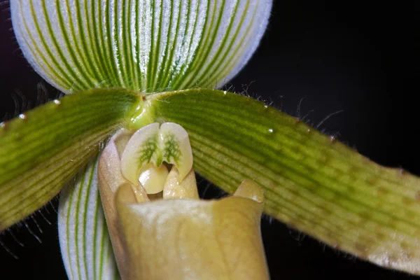 Paphiopedilum — Stock Photo, Image