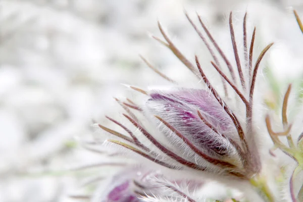 Pulsatilla bloem — Stockfoto