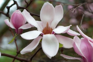 Magnolia clipart