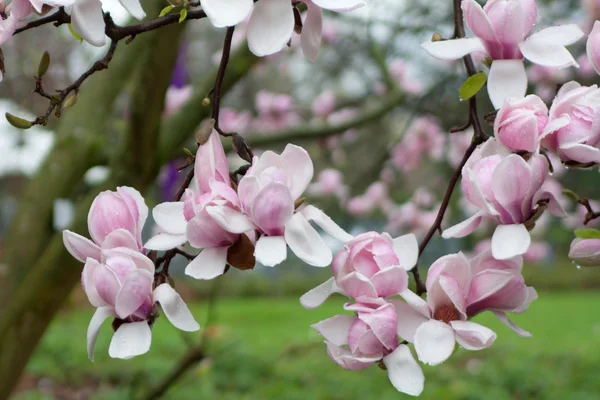 Magnolia Imagen De Stock