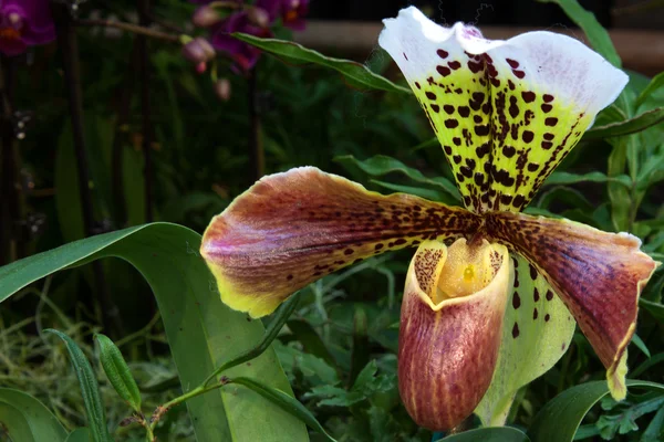 Paphiopedilum — Foto Stock