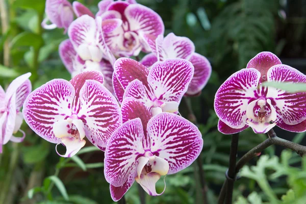 Phalaenopsis — Stockfoto