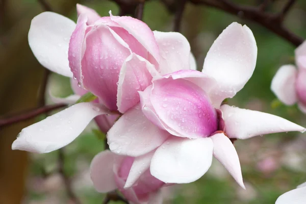 Magnolia — Photo