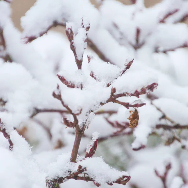 Japoński Acer Śniegu Kwietniu Sfotografowany Niemczech — Zdjęcie stockowe